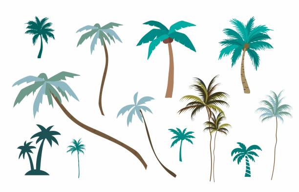 야자수 컬렉션. 웹 사이트, 스티커, 문신, 아이콘에 대한 편집 가능한 벡터 일러스트 레이 션 - coconut palm tree stock illustrations