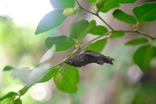 istock Pupa of butterfly insect at tree 1400027812