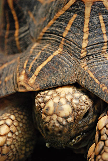 Indian Starred Tortoise A Small Slow Walking Indian Starred Tortoise geochelone elegans stock pictures, royalty-free photos & images