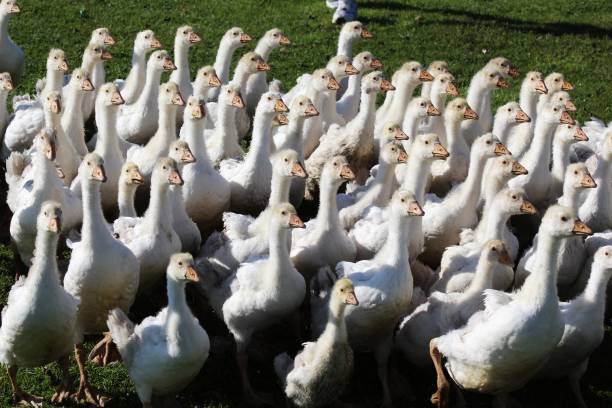 istock Goose breeding in Ardahan (Turkey) 1400028212