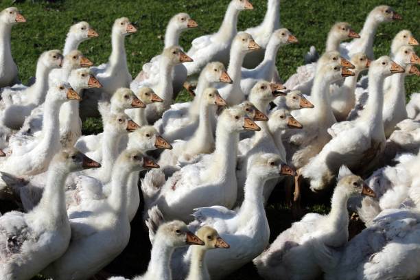 istock Goose breeding in Ardahan (Turkey) 1400028796