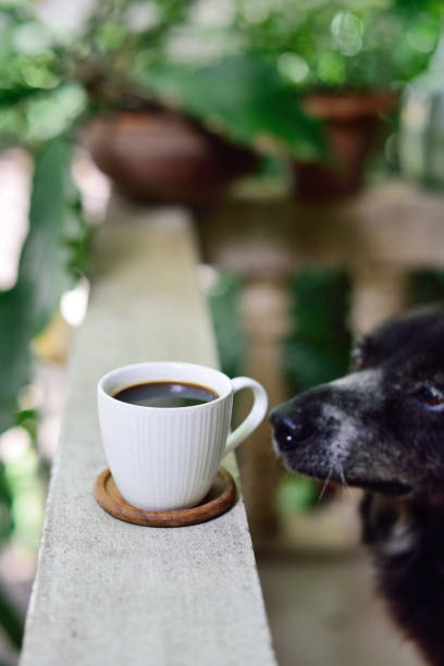 istock Hot coffee cup on railing with dog beside 1400029087
