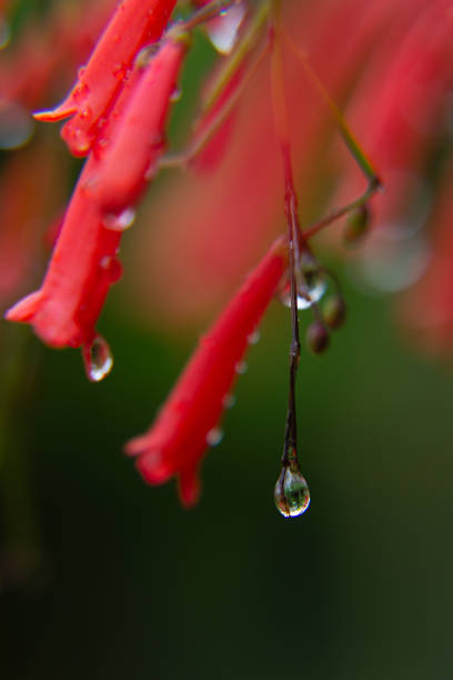 istock Wet red tiny tropical flowers after rain with flow down water drops with reflection inside on dark green blur background, macro, copy space, vertical. 1400029099