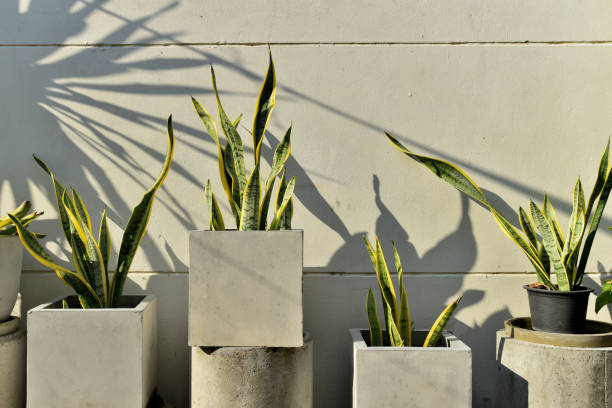 Snake plant in concrete pot