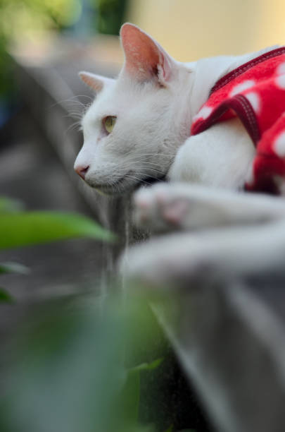 istock White cat with red suit lay down on fence 1400030072