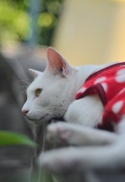istock White cat with red suit lay down on fence 1400030077