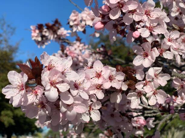 istock Pink plum blossom image. Cherry blossoms. 1400030178