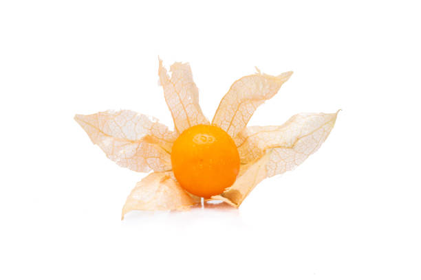 ripe delicious cape gooseberry on white background - gooseberry winter cherry uchuva isolated imagens e fotografias de stock