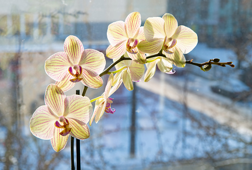beautiful flower of orchidaceae orchid. house plant in bloom.