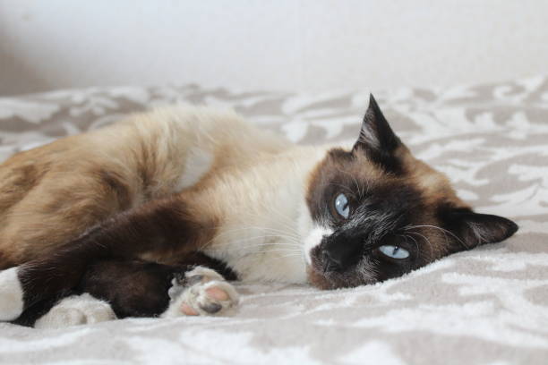 明るい青い目を持つかわいいシャム猫