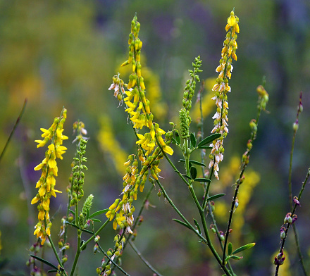 Melilot yellow (Melilotus officinalis) blooms in the wild in summer