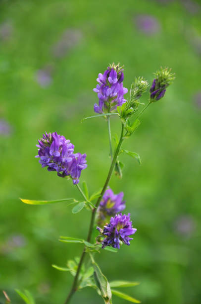 istock The field is blooming alfalfa 1400034071