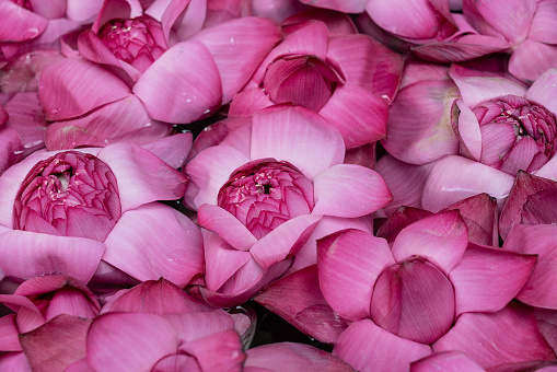 Lotus pink flowers natural bacground. Sri Lanka.