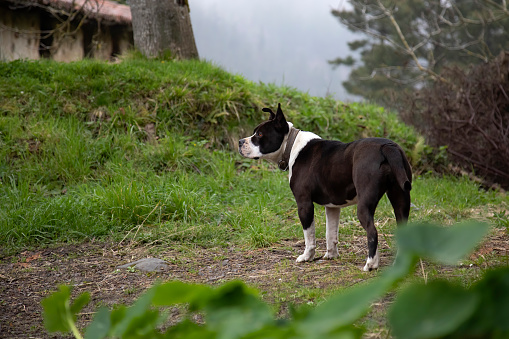 Black and white Pit bull with undocked tail and ears. In the garden at home standing guard looking at the horizon. One more member of the family. Copy space.