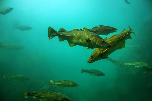 Cod fishes floating in aquarium, Alesund, Norway. stock photo