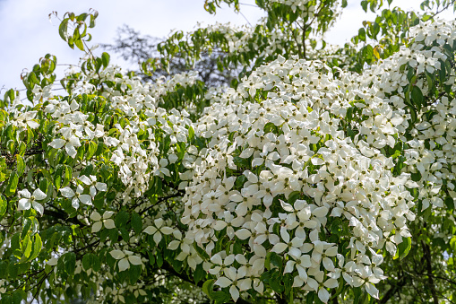 May 2022: Flowering white Dogwood