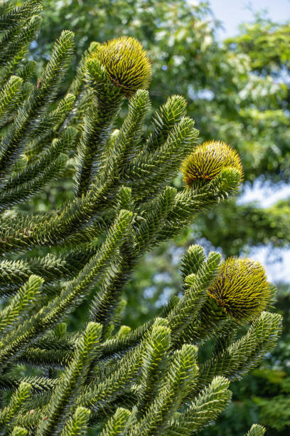 Monkey Puzzle Tree May 2022: Close-up of Monkey Puzzle Tree with female cone araucaria araucana stock pictures, royalty-free photos & images