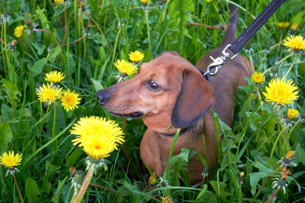 mini bassotto tra erba e denti di leone - dachshund foto e immagini stock