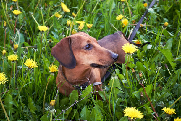 mini bassotto tra erba e denti di leone - dachshund foto e immagini stock