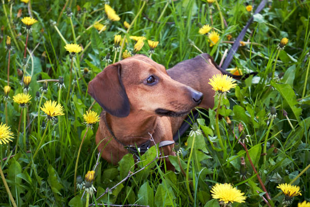 잔디와 민들레 사이의 미니 닥스훈트 - miniature dachshund 뉴스 사진 이미지