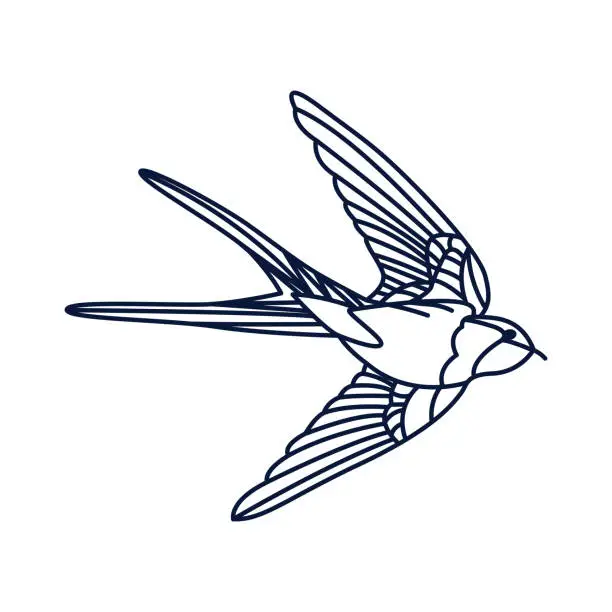 Vector illustration of Swallow bird line drawing isolated on white.