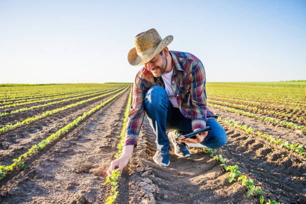 46.000+ Ingeniero Agronomo Fotografías de stock, fotos e imágenes libres de derechos - iStock