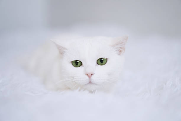 istock Cute white cat with green eye lying in bed 1400037030