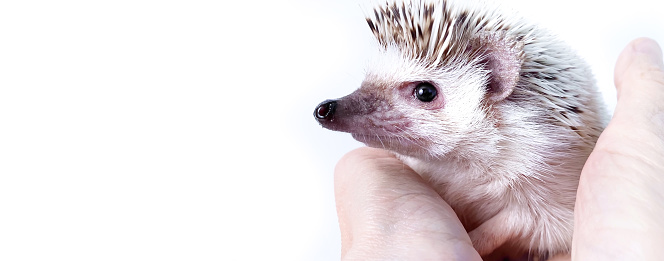 Banner with hands stroking little African hedgehog, domestic pet, on white background