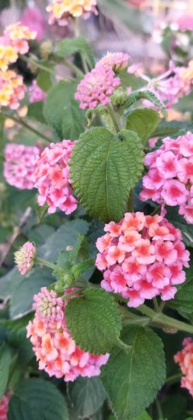 istock wonderful flowers 1400038298