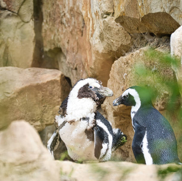 zwei pinguine . schwarz-weiß-vögel als paar an land. tierfoto in nahaufnahme - nobody beak animal head penguin stock-fotos und bilder