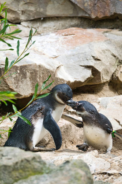 küssender pinguin. schwarz-weiß-vögel als paar an land. tierfoto nahaufnahme. - nobody beak animal head penguin stock-fotos und bilder