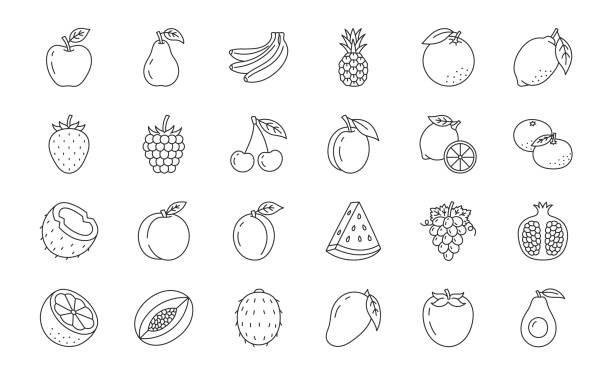 illustrazioni stock, clip art, cartoni animati e icone di tendenza di illustrazione di scarabocchi di frutta e bacche tra cui icone - fragola, mela, ananas, lampone, melograno, avocado, anguria, cocco. arte sottile sul cibo biologico sano. tratto modificabile - plum fruit organic food and drink