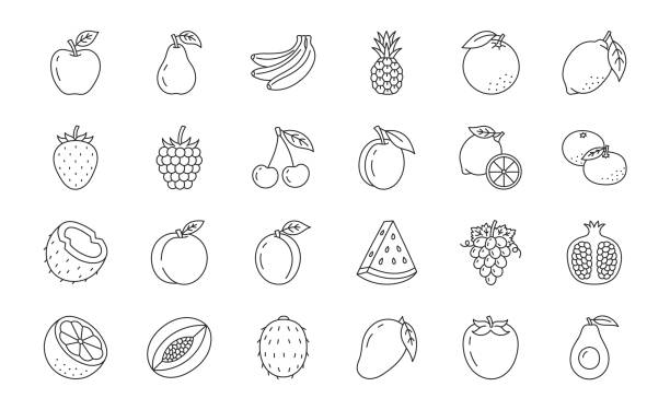 ilustracja doodle owoców i jagód, w tym ikony - truskawka, jabłko, ananas, malina, granat, awokado, arbuz, kokos. cienka linia sztuki o zdrowej żywności ekologicznej. edytowalny obrys - pomegranate fruit tropical fruit freshness stock illustrations
