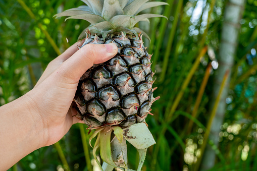 Hand holding a Thai organic pineapple.