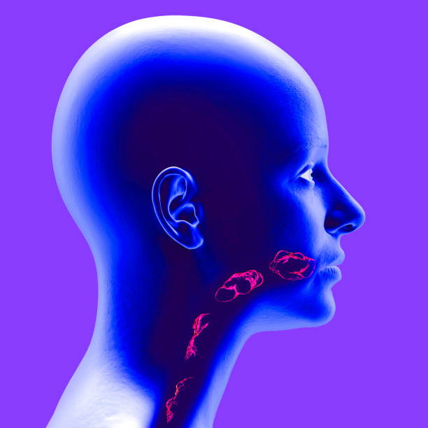 Disorders of swallowing, dysphagia. Pharyngeal and esophageal dysphagia. Oral phase. The path of food, the act of swallowing. Head side view Disorders of swallowing, dysphagia. Pharyngeal and esophageal dysphagia. Oral phase. The path of food, the act of swallowing. Head side view x-ray. From the mouth to the stomach. 3d rendering pyloric sphincter stock pictures, royalty-free photos & images