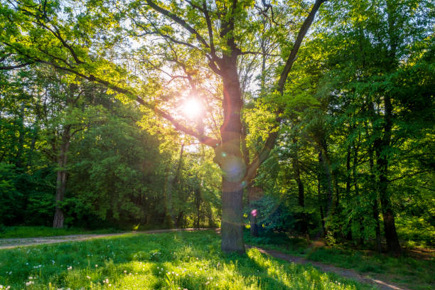 istock Sunny meadow in the oak forest. 1400042555