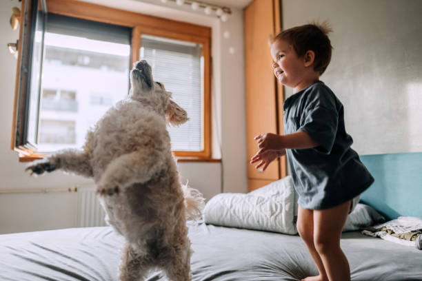 遊びの時間です！ - child house dog bed ストックフォトと画像