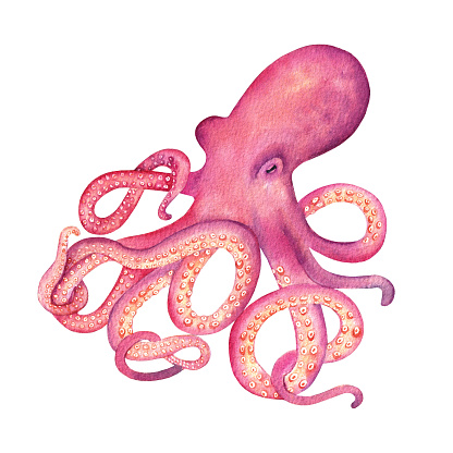 Watercolor pink octopus on the white background. Hand drawn illustration. Undersea animal