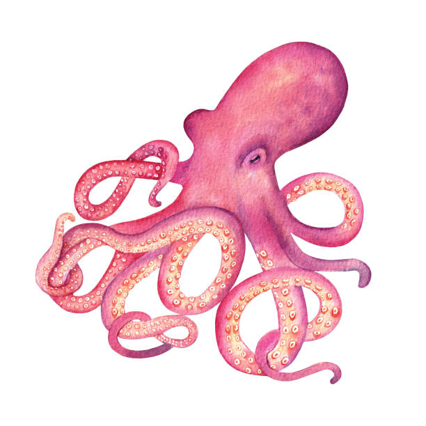 Watercolor pink octopus on the white background. Hand drawn illustration. Undersea animal Watercolor pink octopus on the white background. Hand drawn illustration. Undersea animal"t"n octopus stock illustrations