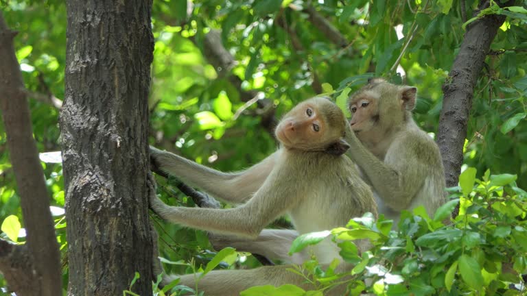 Monkey on tree in tropical rainforest.