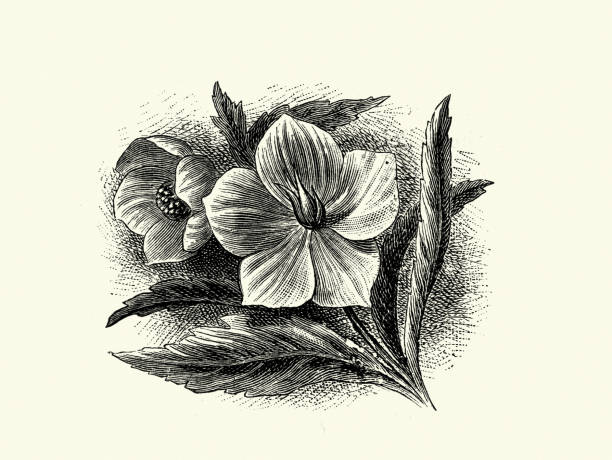 ハイビスカスの花白黒 - 鉛筆画のベクターアート素材や画像を多数ご