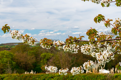 Blossom on a tree in the countryside of Cambridgeshire, England.