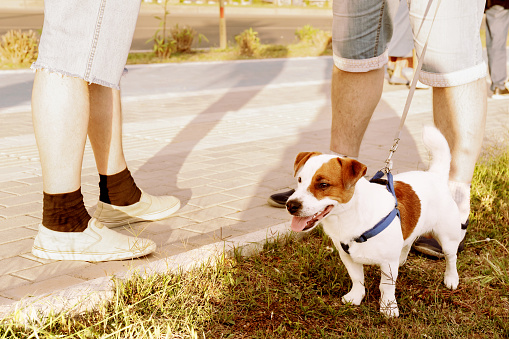 Young cute jack russel terrier standing at the male feet. Dog walking with owner outside on the walkways. Selective focus.