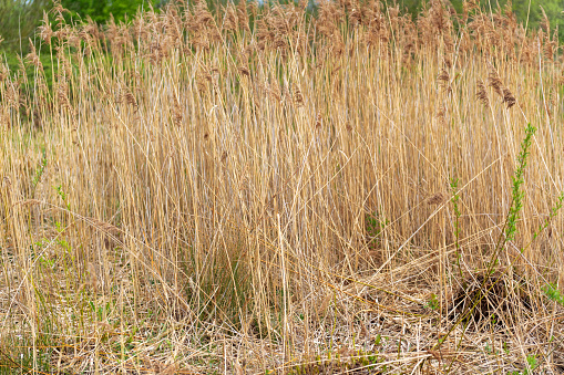 A close-up view of reeds at Wicken Fen Nature Reserve in Cambridgeshire, England.