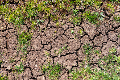 Dry, cracked earth in the fens of Cambridgeshire, England.