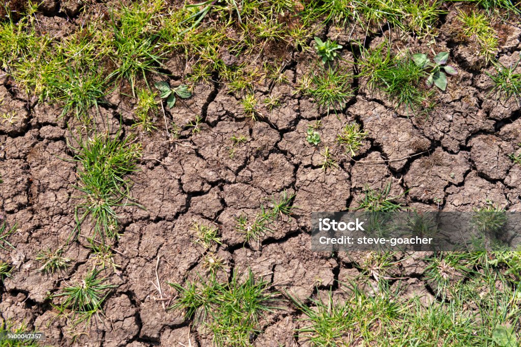 Dry, cracked earth in the fens of Cambridgeshire, England. Dry Stock Photo