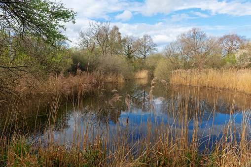 View of reeds and trees at the edge of a river flowing through the fens in the countryside of Cambridgeshire, England.