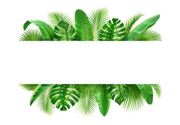 Poster with tropical 3D realistic leaves, exotic background. Vector border with spare place for text, jungle foliage backdrop. Vibrant greenery decoration, spring leaf and branches, vacation nature Poster with tropical 3D realistic leaves, exotic background. Vector border with spare place for text, jungle foliage backdrop. Vibrant greenery decoration, spring leaf and branches, vacation nature coconut borders stock illustrations