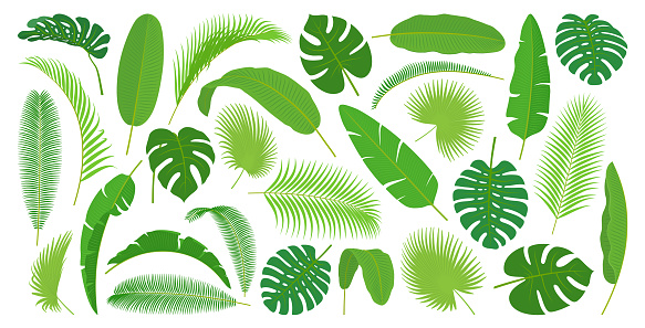 Monstera and palm tree leaves, exotic foliage of caribbean or hawaiian beach, summer spring rainforest decoration. Flora design element, green rainforest leaf, indonesia bush, holiday vacation plant