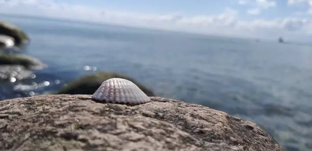 A nice small Shell in the Front of the Ocean in the sunlight
